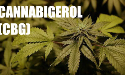 Canabigerol