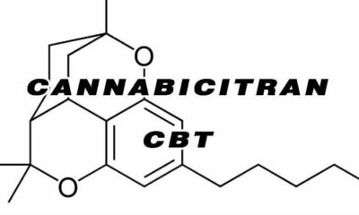Cannabicitran canabinóide CBT