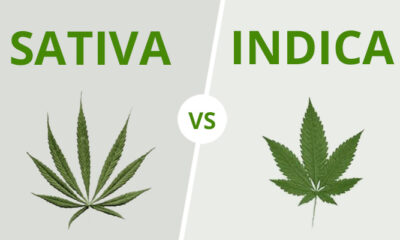 Diferenças entre a cannabis sativa e a indica