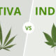 Diferenças entre a cannabis sativa e a indica