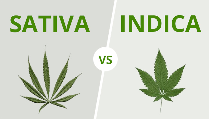 Diferenças entre a cannabis sativa e a indica