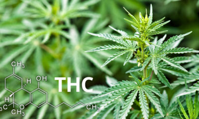 definição de THC