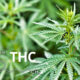 definição de THC