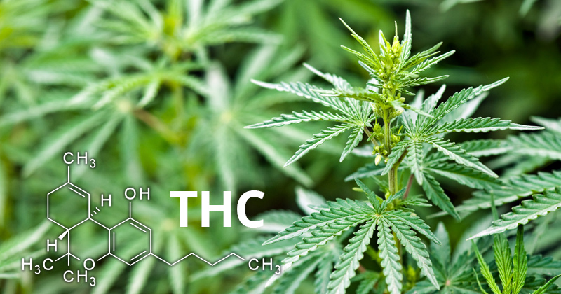 definição de THC