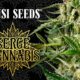 Sensi Seeds x Serge Cannabis