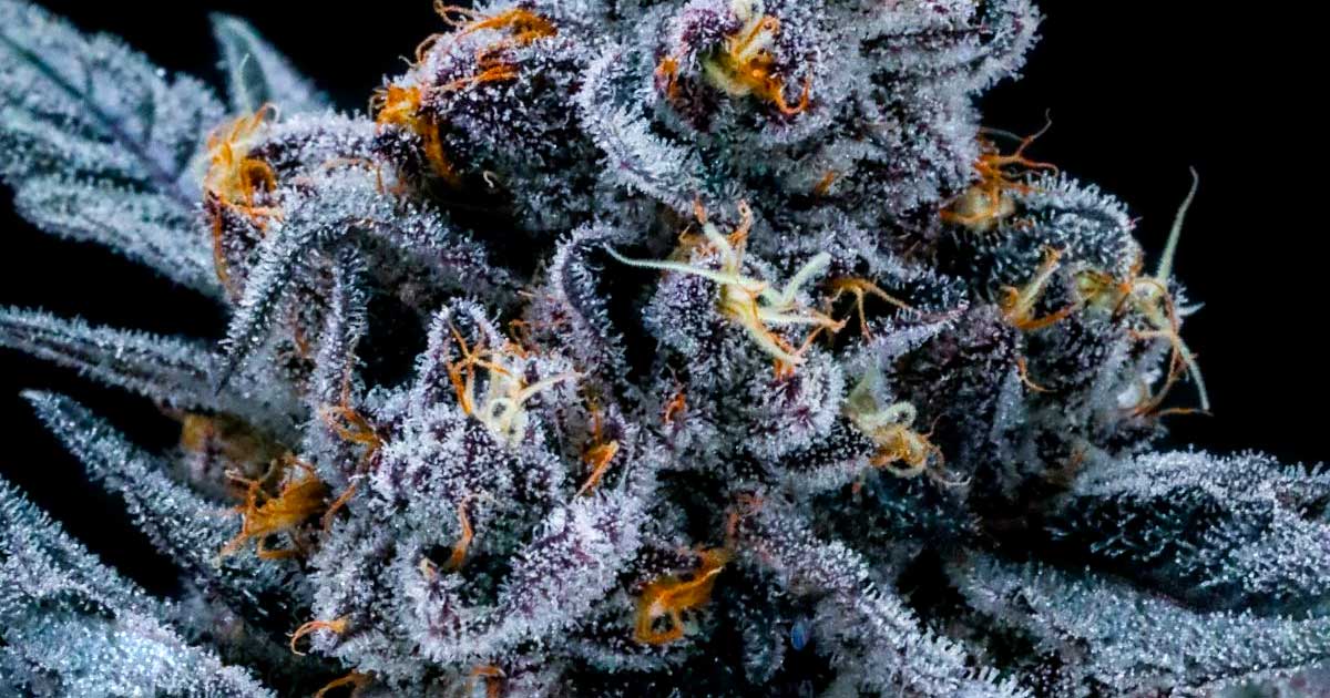 Teor de THC da cannabis ilegal nos Estados Unidos