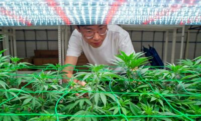 Cannabis na Coreia do Sul