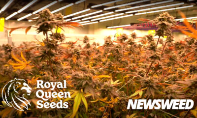Royal Queen Seeds Tailândia