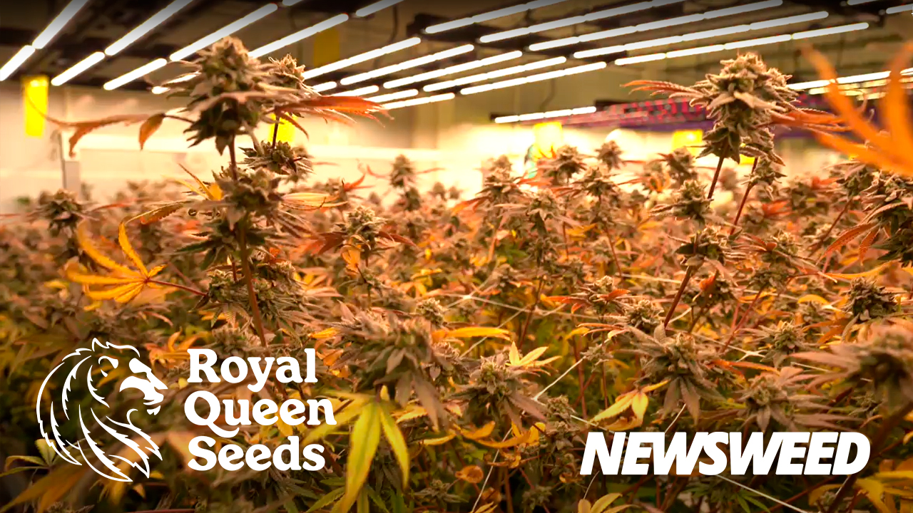 Royal Queen Seeds Tailândia