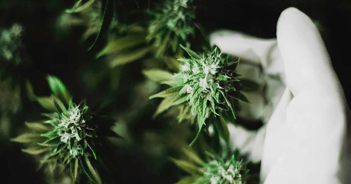 Interação entre o CBD e o THC