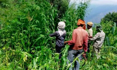 Cânhamo e canábis em Himachal Pradesh