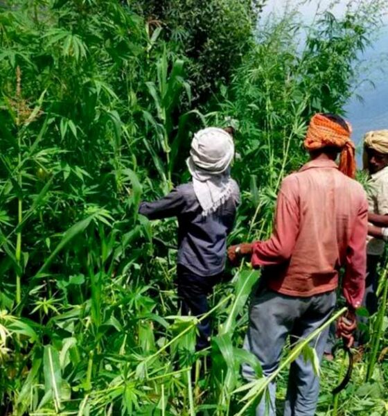 Cânhamo e canábis em Himachal Pradesh