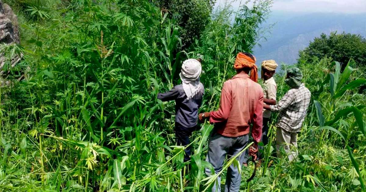 Cânhamo e canábis em Himachal Pradesh