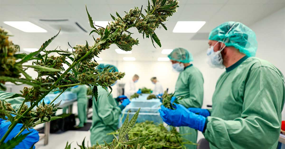 Cannabis medicinal na Ucrânia