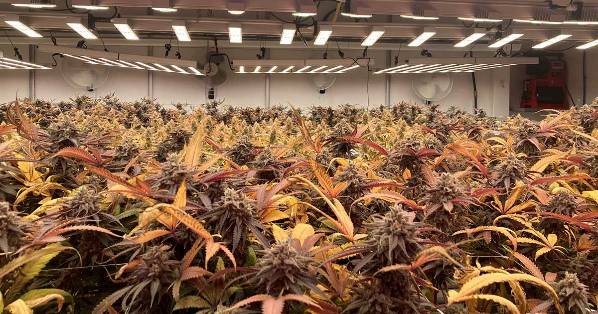 Cultivo de cânhamo em interior em França