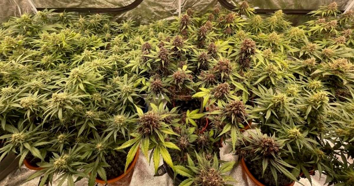 Auto-cultivo de cannabis na República Checa