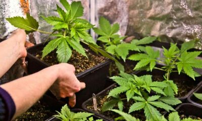 Auto-cultivo legal de cannabis na República Checa