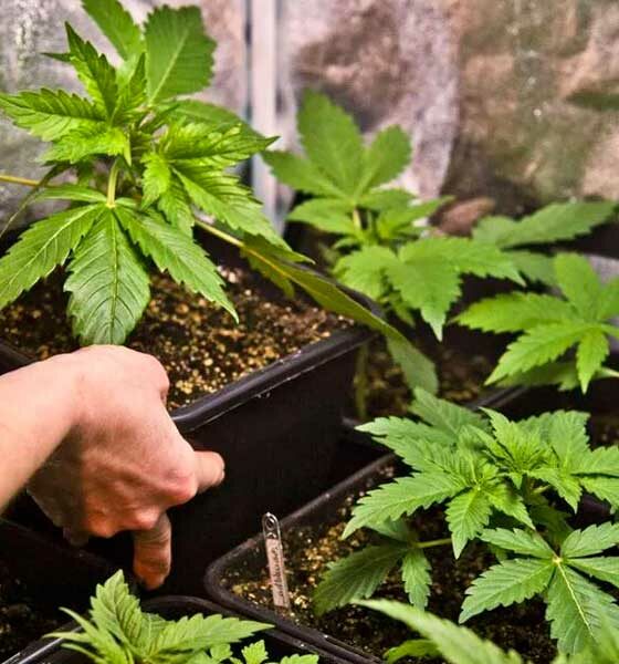 Auto-cultivo legal de cannabis na República Checa