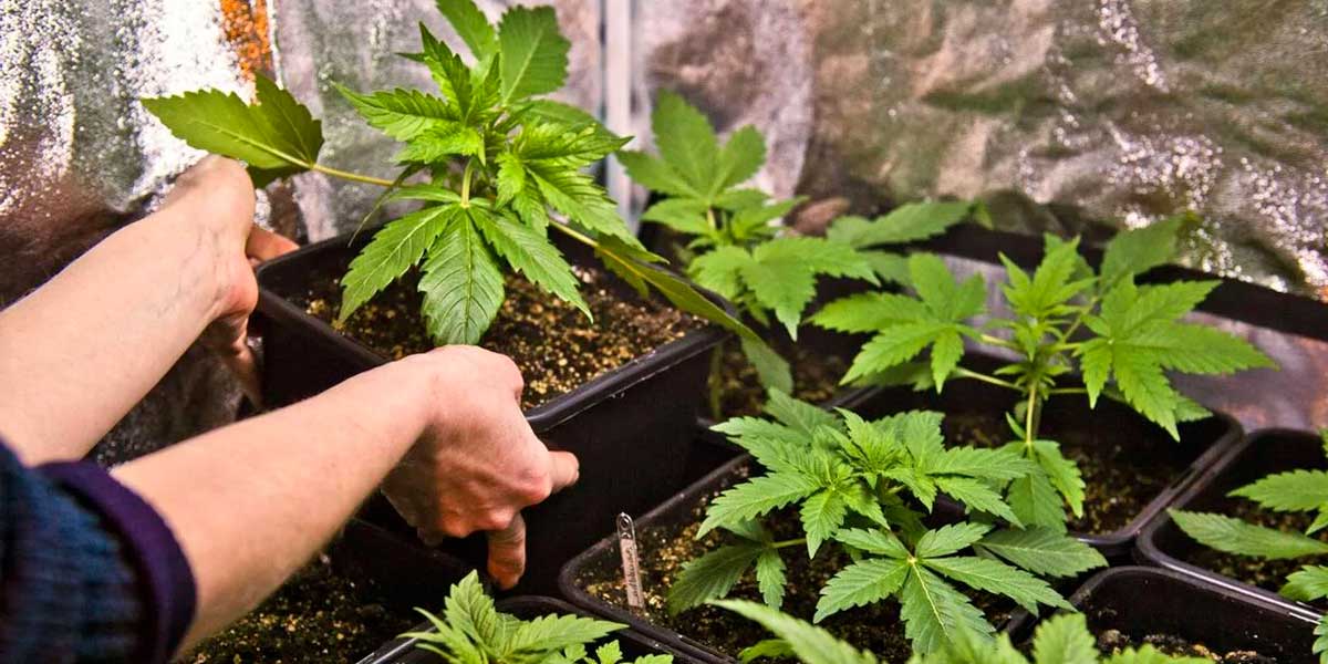 Auto-cultivo legal de cannabis na República Checa