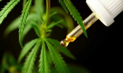 Cannabis medicinal no Brasil em 2024