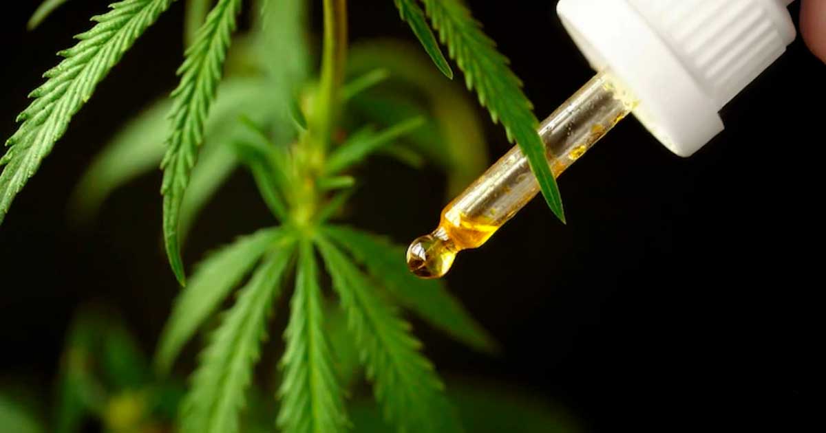 Cannabis medicinal no Brasil em 2024