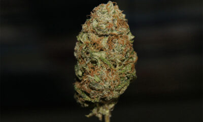 Bruce Banner