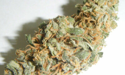 G-13 Haze