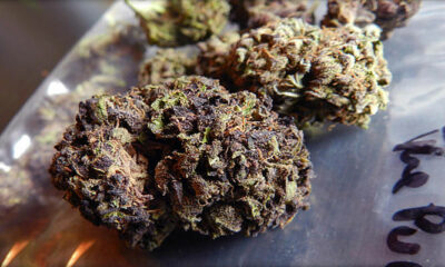 Mendocino Purps