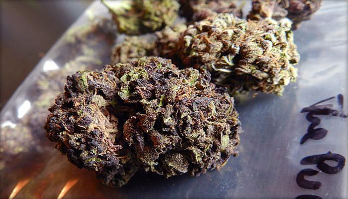 Mendocino Purps