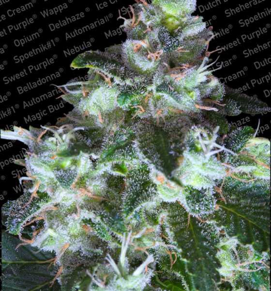 Original White Widow IBL