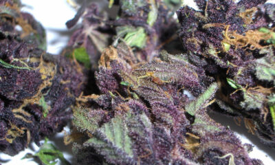 Purple Haze