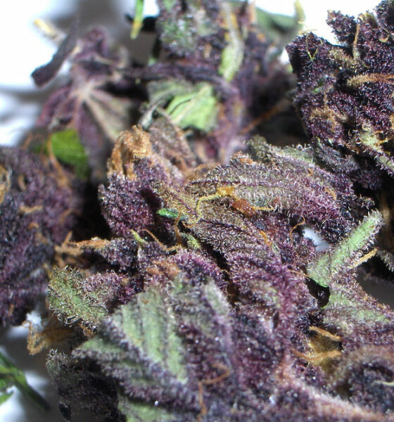 Purple Haze