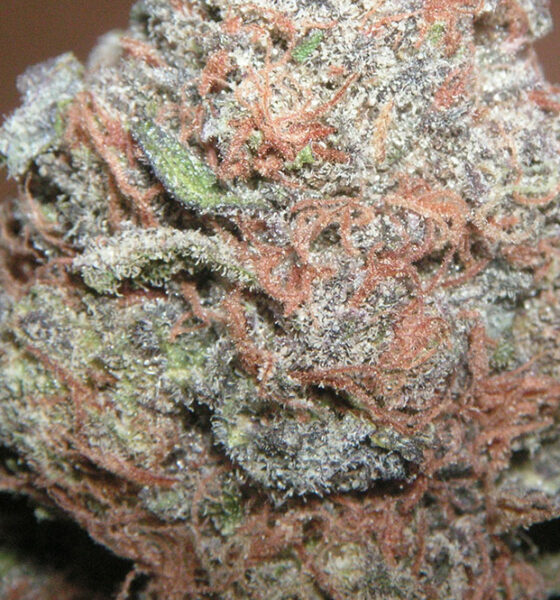 Purple Kush