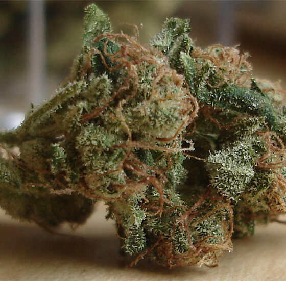 Sour Diesel